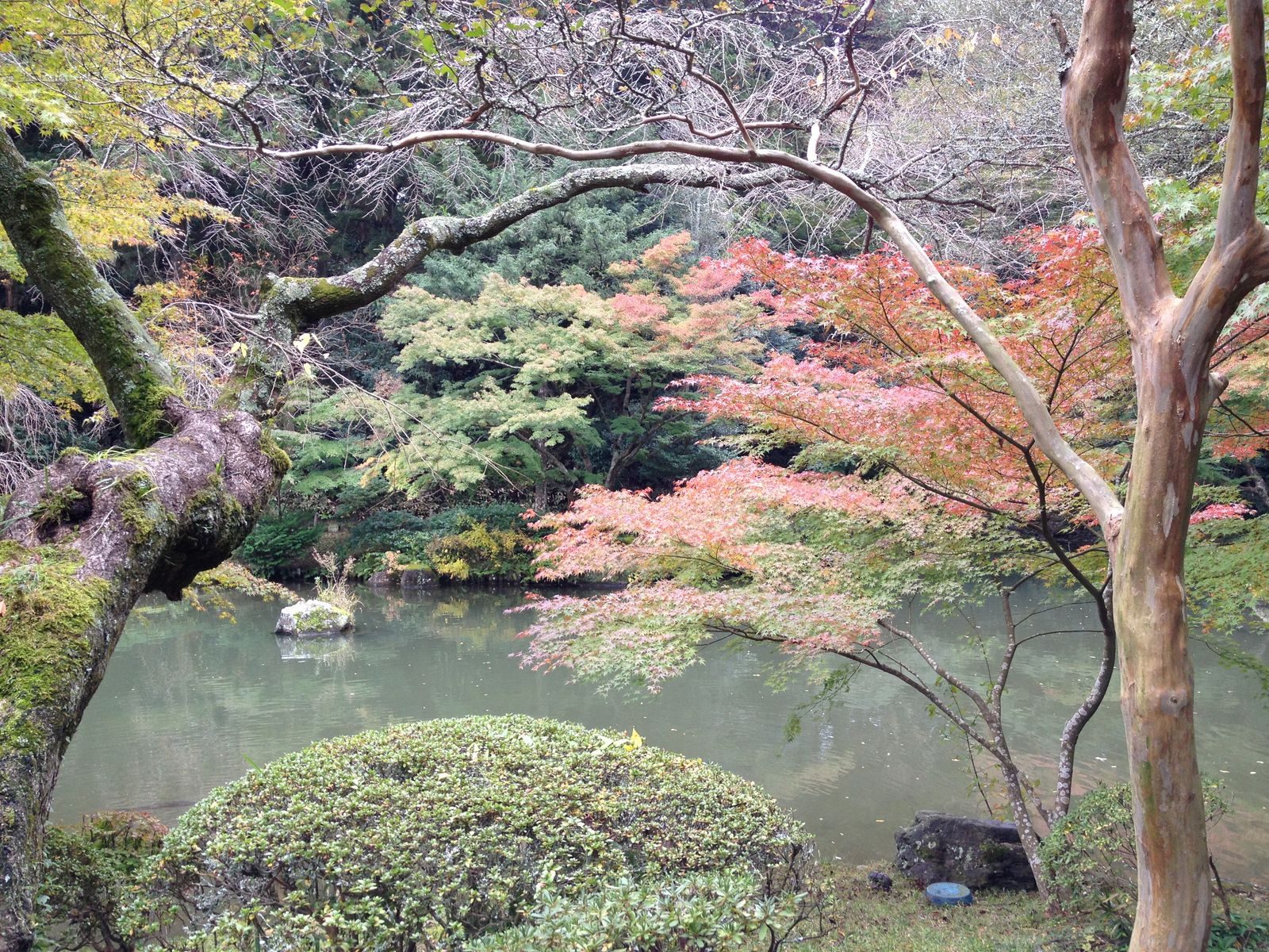 A Japanese garden around a pond, maples turning above clipped shrubs.