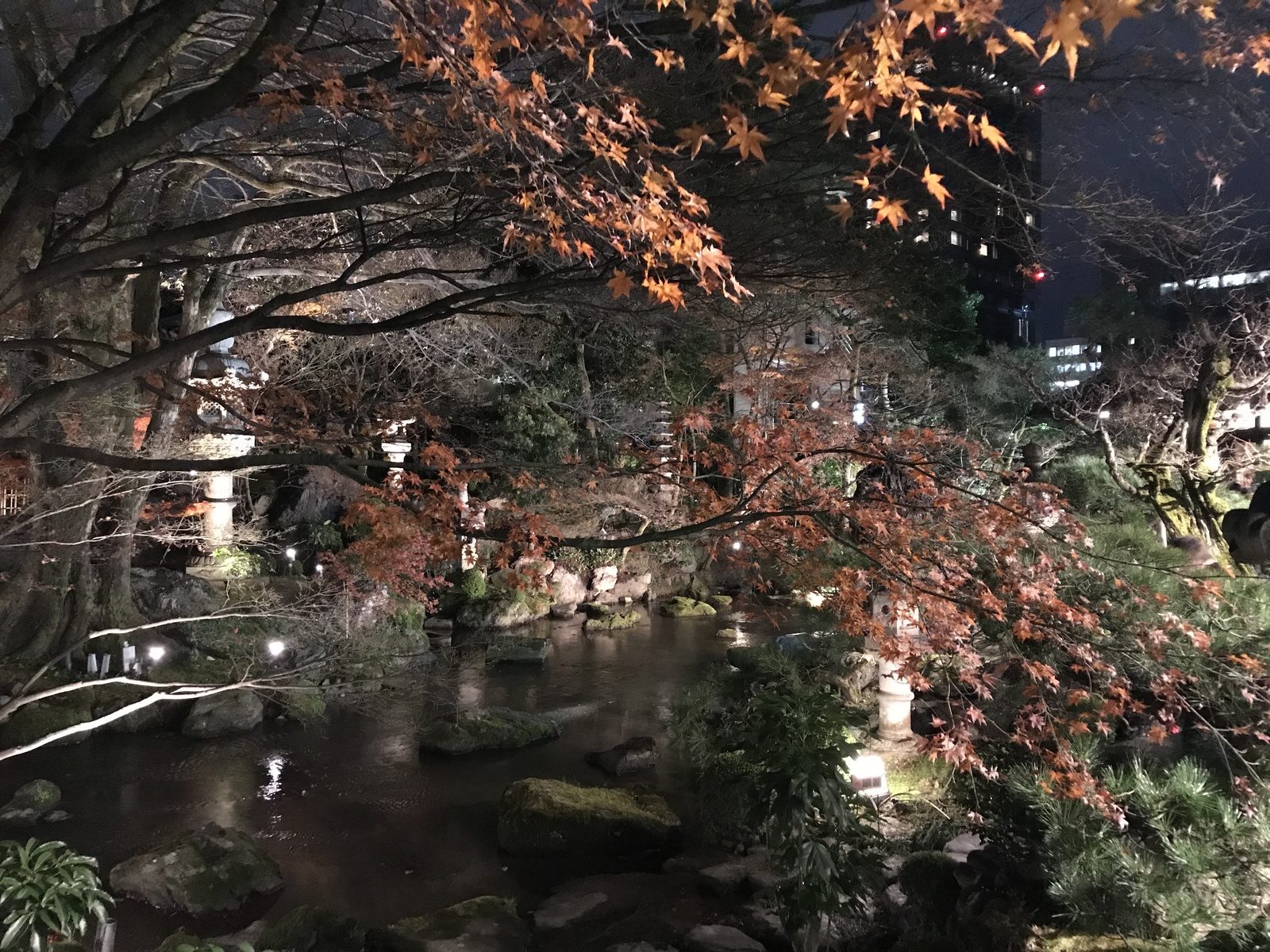 A Japanese garden after dark, autumn maples lit above a still pond.