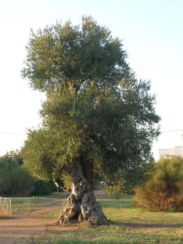 SMFT2006048