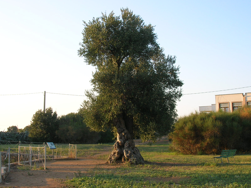 SMFT2006049